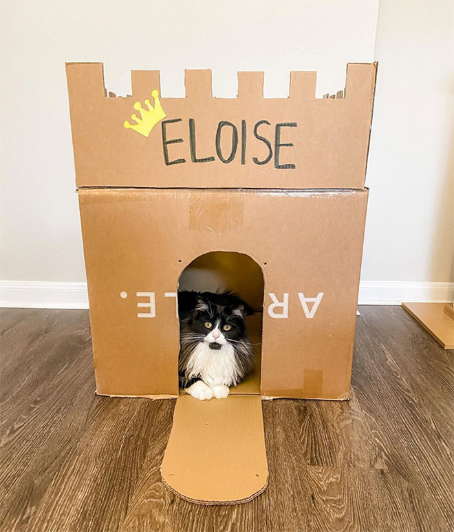Bored Quarantined Owners Have Started Building Cardboard Forts For Cats