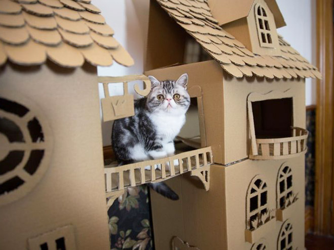 Bored Quarantined Owners Have Started Building Cardboard Forts For Cats