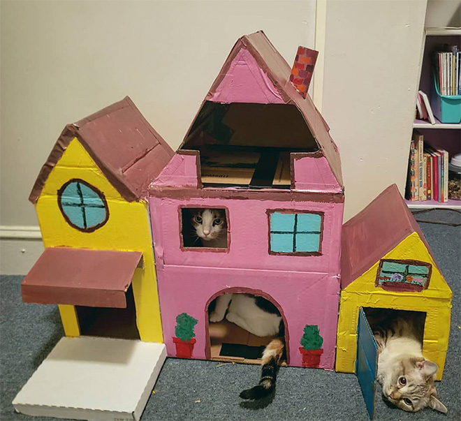 Bored Quarantined Owners Have Started Building Cardboard Forts For Cats