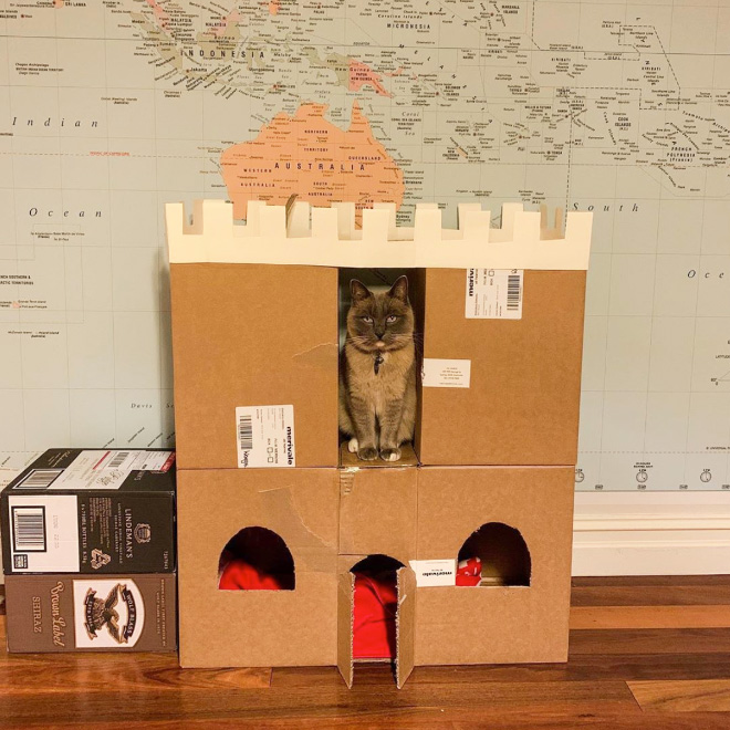 Bored Quarantined Owners Have Started Building Cardboard Forts For Cats