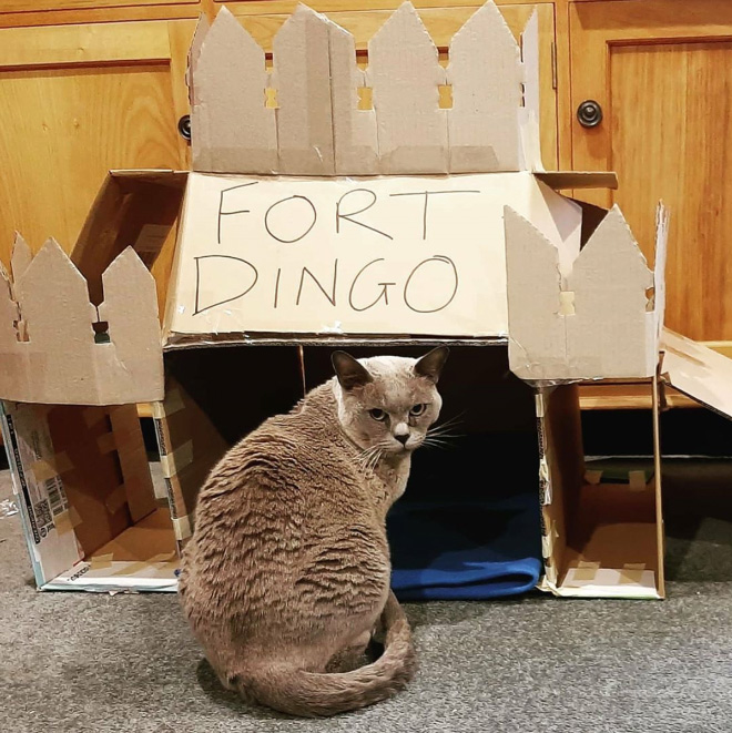Bored Quarantined Owners Have Started Building Cardboard Forts For Cats