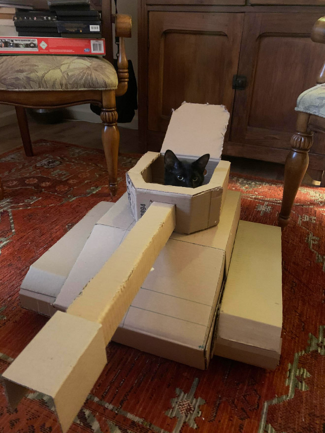 Bored Quarantined Owners Have Started Putting Cats In Cardboard Tanks