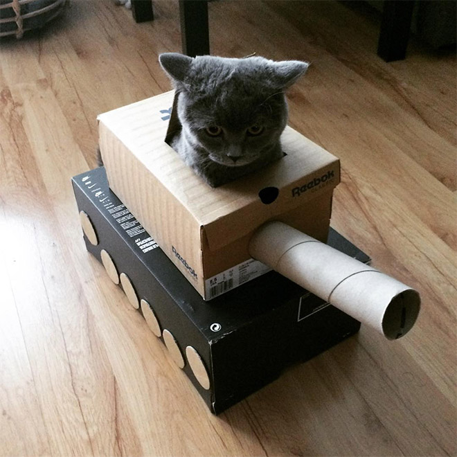 Bored Quarantined Owners Have Started Putting Cats In Cardboard Tanks
