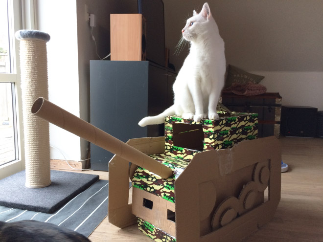 Bored Quarantined Owners Have Started Putting Cats In Cardboard Tanks