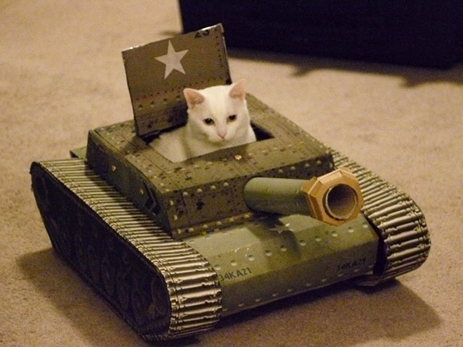 Bored Quarantined Owners Have Started Putting Cats In Cardboard Tanks