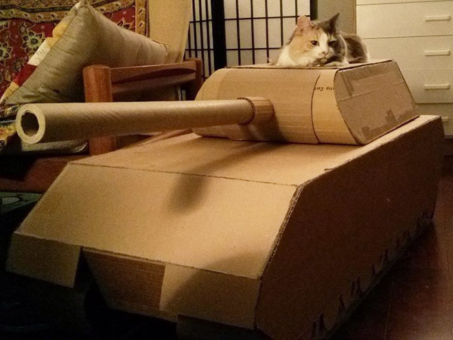 Bored Quarantined Owners Have Started Putting Cats In Cardboard Tanks