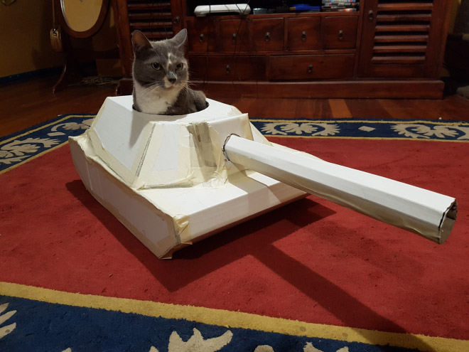 Bored Quarantined Owners Have Started Putting Cats In Cardboard Tanks