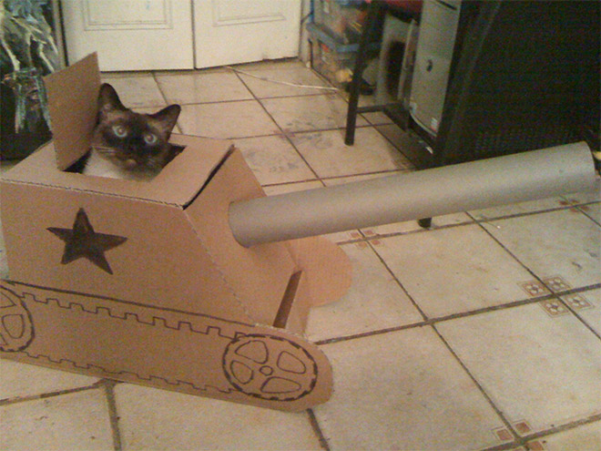Bored Quarantined Owners Have Started Putting Cats In Cardboard Tanks