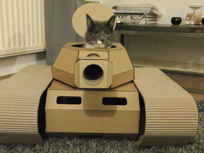 Bored Quarantined Owners Have Started Putting Cats In Cardboard Tanks