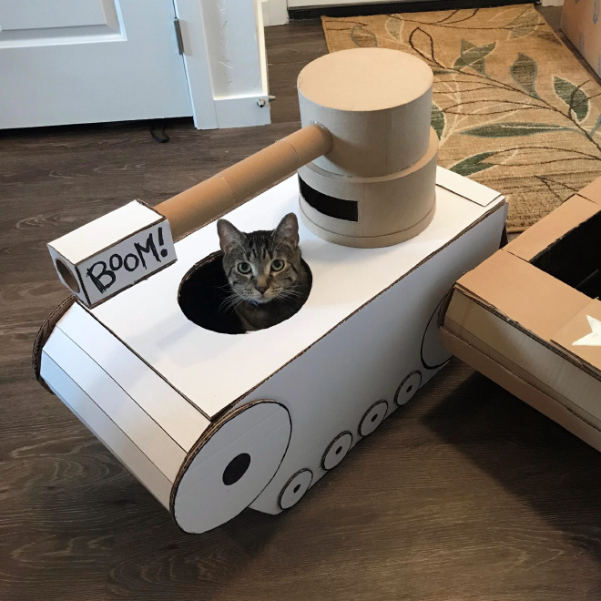 Bored Quarantined Owners Have Started Putting Cats In Cardboard Tanks