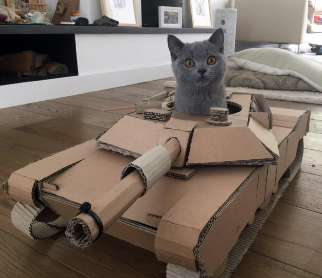 Bored Quarantined Owners Have Started Putting Cats In Cardboard Tanks