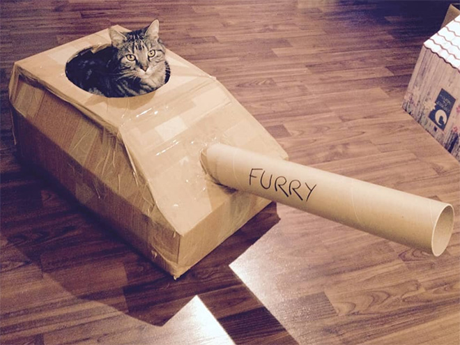 Bored Quarantined Owners Have Started Putting Cats In Cardboard Tanks
