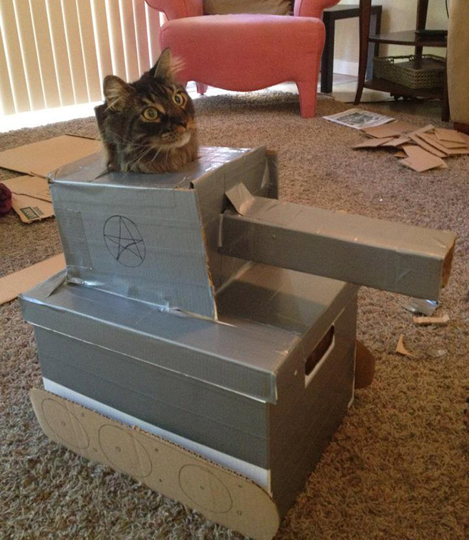 Bored Quarantined Owners Have Started Putting Cats In Cardboard Tanks