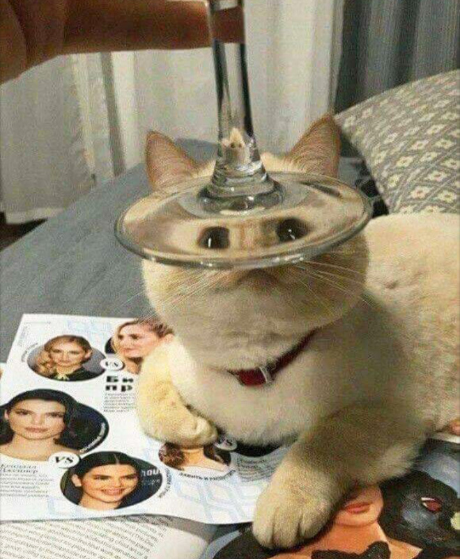 Bored Quarantined Owners Use Glass Distortion To Create Funny Pet Photos