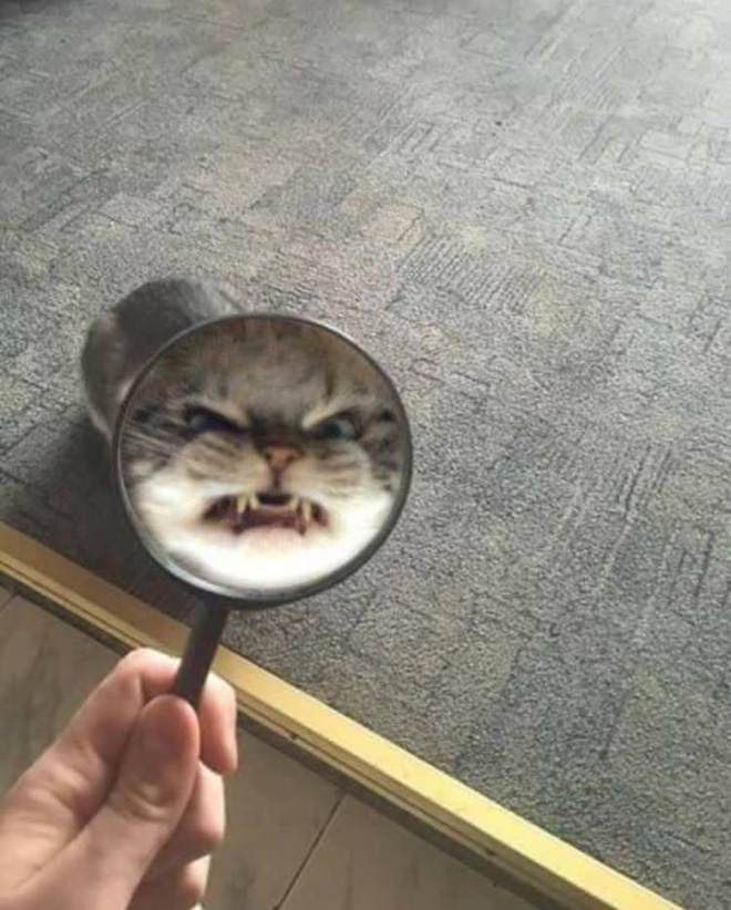 Bored Quarantined Owners Use Glass Distortion To Create Funny Pet Photos