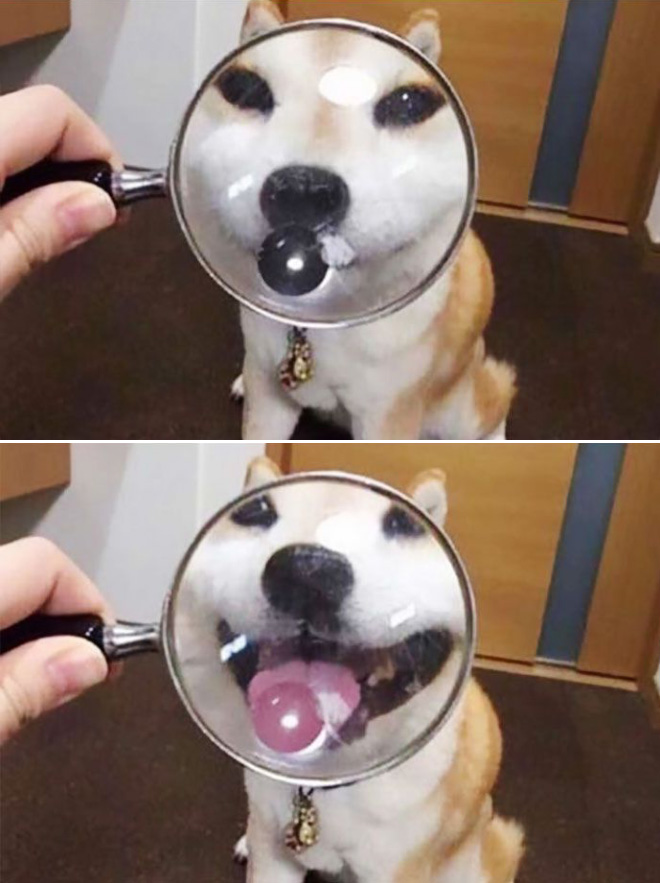 Bored Quarantined Owners Use Glass Distortion To Create Funny Pet Photos