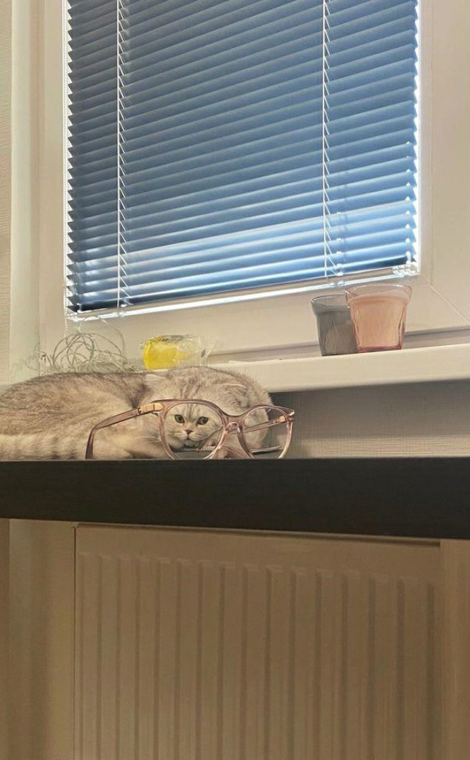 Bored Quarantined Owners Use Glass Distortion To Create Funny Pet Photos