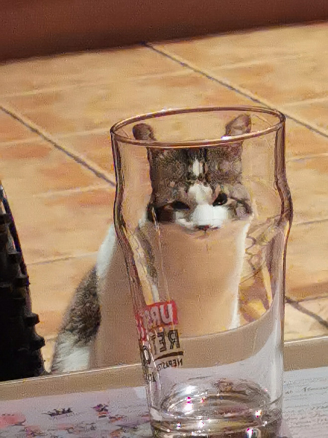 Bored Quarantined Owners Use Glass Distortion To Create Funny Pet Photos