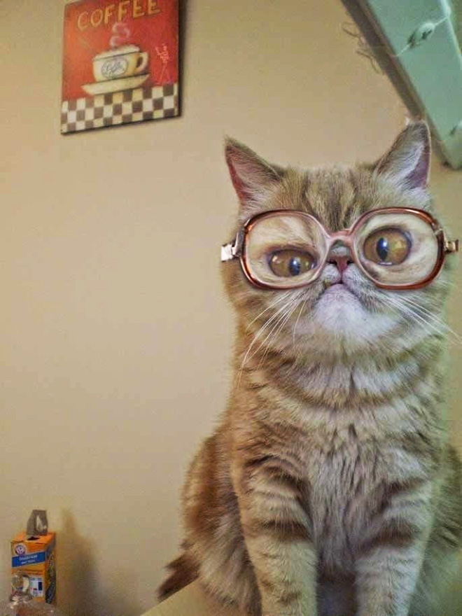 Bored Quarantined Owners Use Glass Distortion To Create Funny Pet Photos