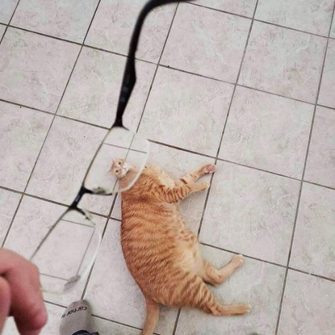 Bored Quarantined Owners Use Glass Distortion To Create Funny Pet Photos