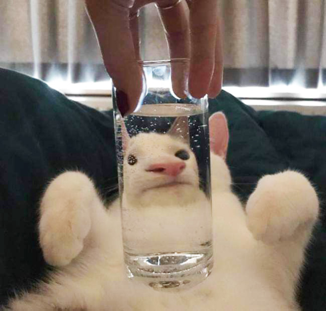 Bored Quarantined Owners Use Glass Distortion To Create Funny Pet Photos