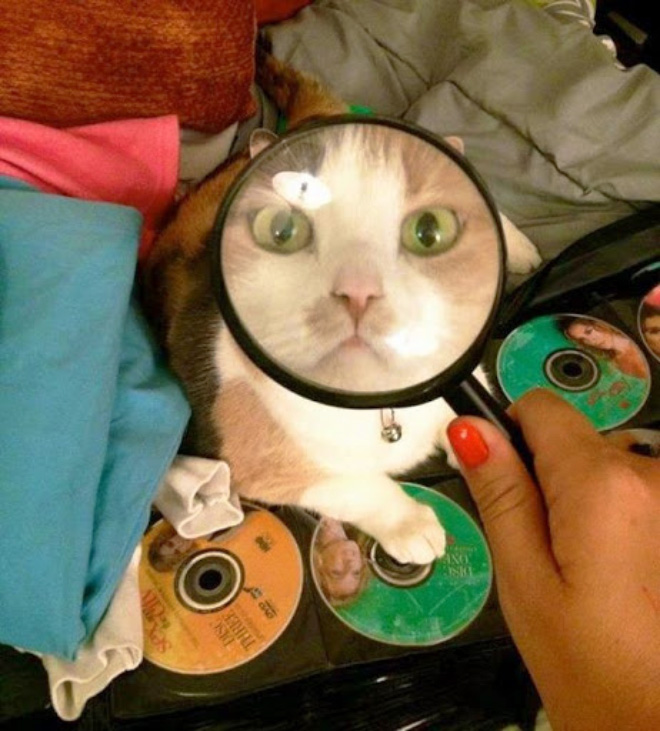 Bored Quarantined Owners Use Glass Distortion To Create Funny Pet Photos