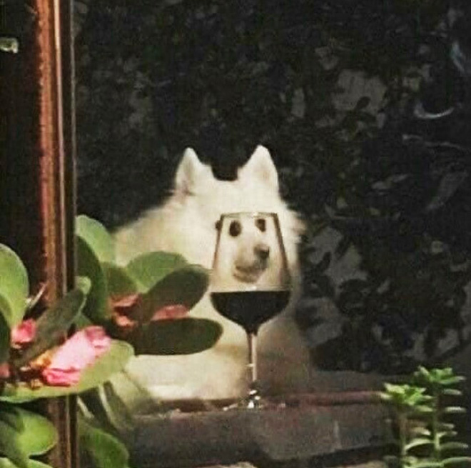 Bored Quarantined Owners Use Glass Distortion To Create Funny Pet Photos