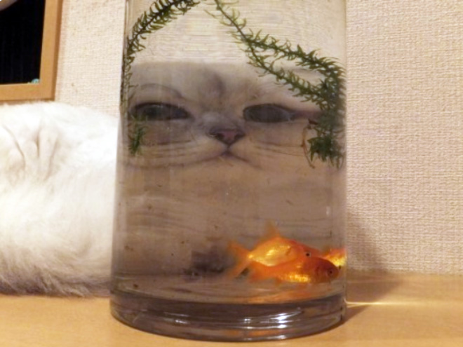 Bored Quarantined Owners Use Glass Distortion To Create Funny Pet Photos