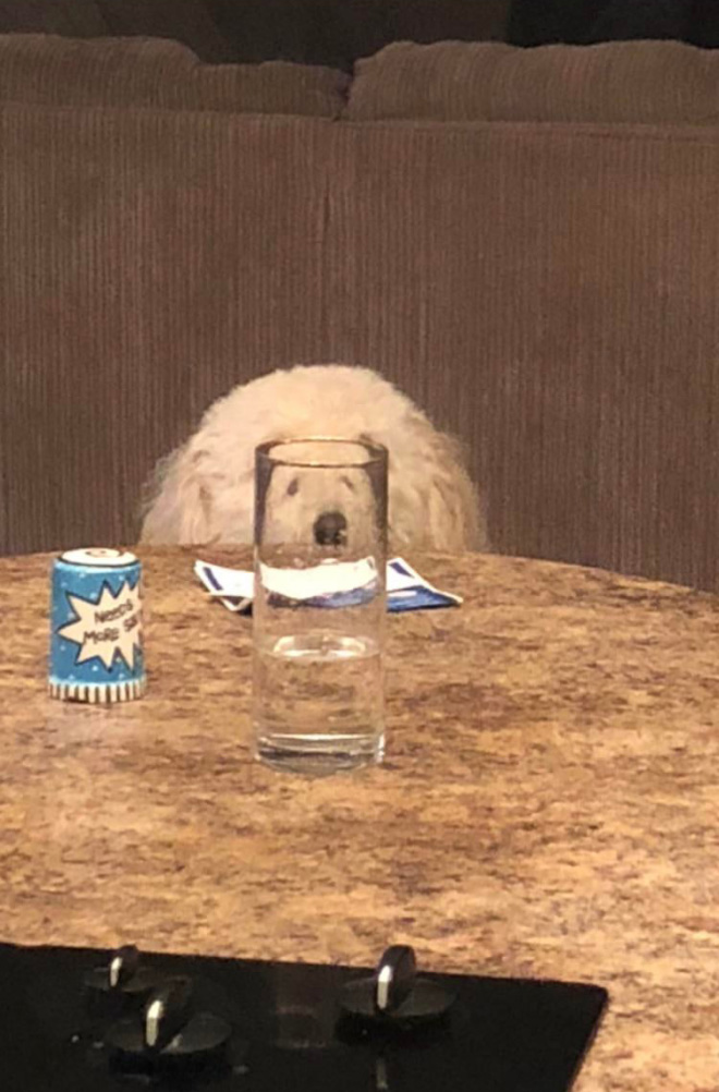 Bored Quarantined Owners Use Glass Distortion To Create Funny Pet Photos