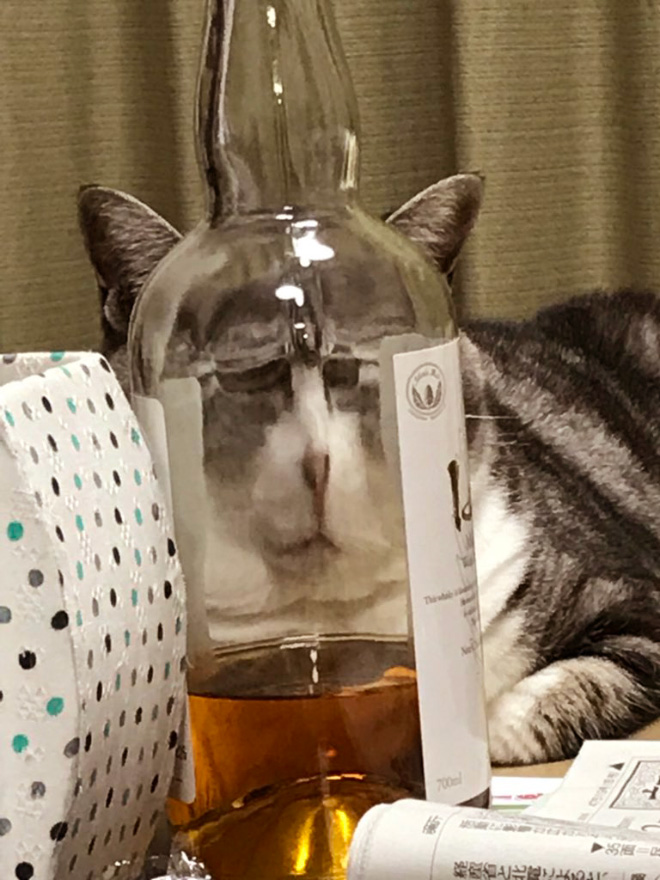 Bored Quarantined Owners Use Glass Distortion To Create Funny Pet Photos