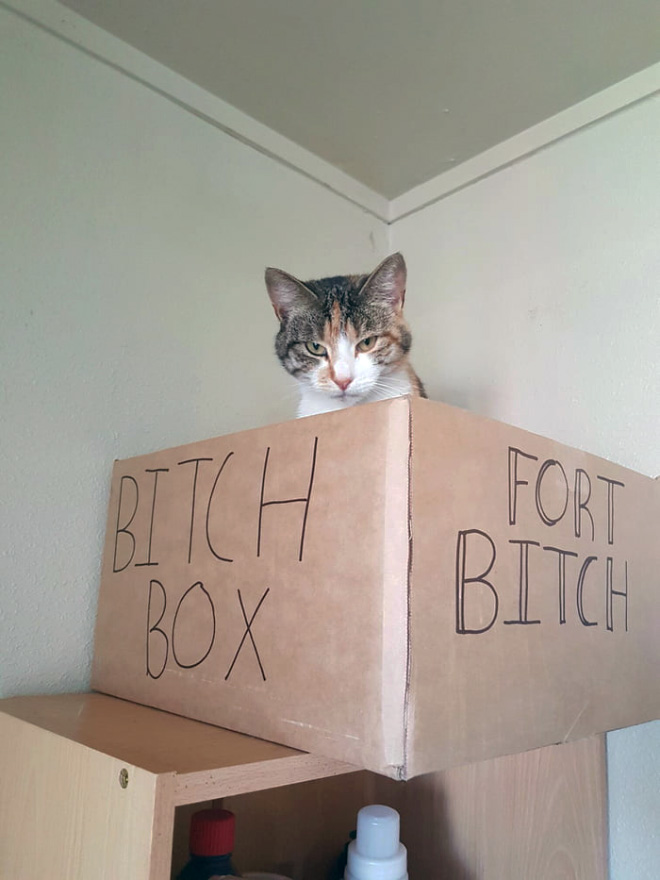 Bored Quarantined People Have Started Building A**hole Forts For Their Cats