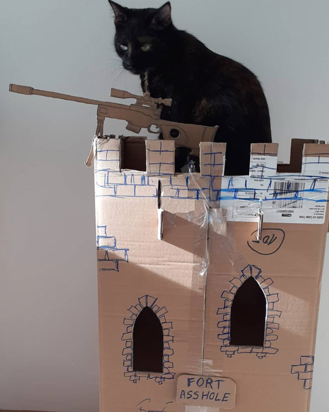 Bored Quarantined People Have Started Building A**hole Forts For Their Cats