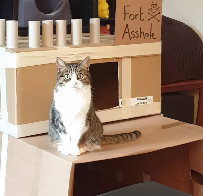 Bored Quarantined People Have Started Building A**hole Forts For Their Cats