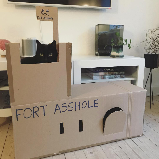 Bored Quarantined People Have Started Building A**hole Forts For Their Cats