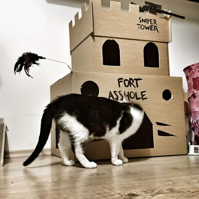 Bored Quarantined People Have Started Building A**hole Forts For Their Cats