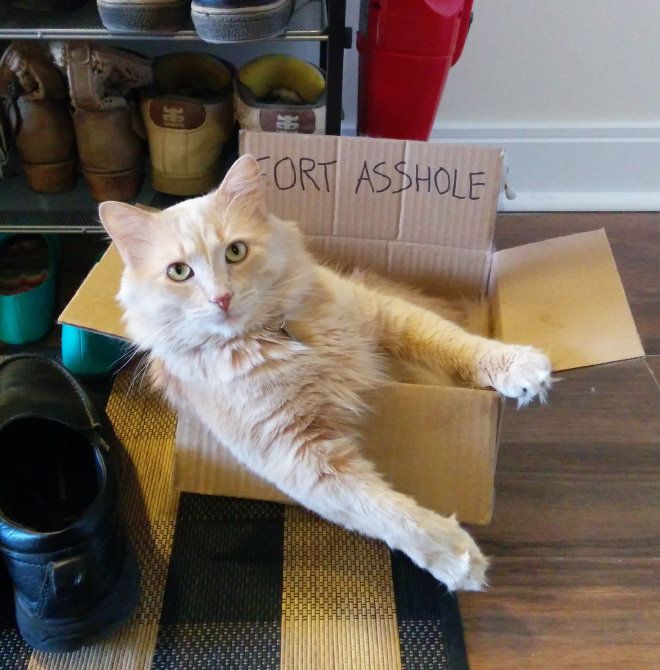 Bored Quarantined People Have Started Building A**hole Forts For Their Cats