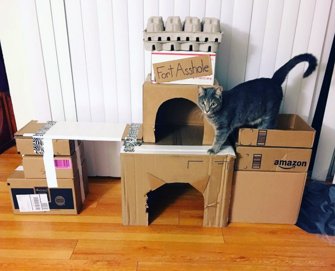 Bored Quarantined People Have Started Building A**hole Forts For Their Cats
