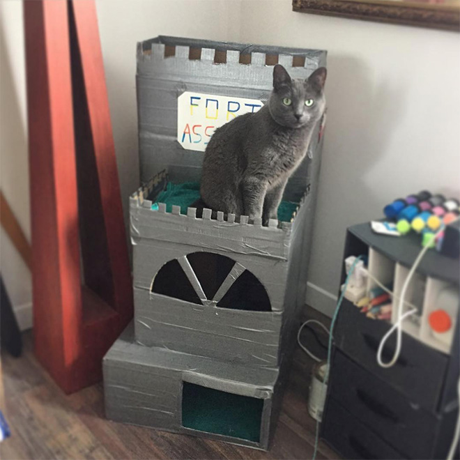 Bored Quarantined People Have Started Building A**hole Forts For Their Cats