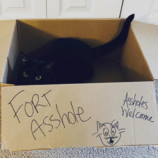 Bored Quarantined People Have Started Building A**hole Forts For Their Cats