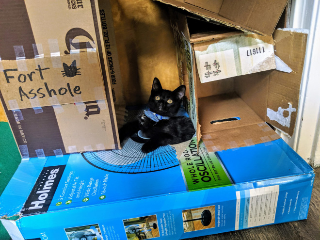 Bored Quarantined People Have Started Building A**hole Forts For Their Cats