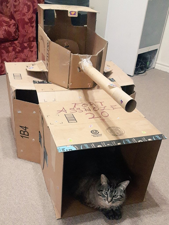 Bored Quarantined People Have Started Building A**hole Forts For Their Cats