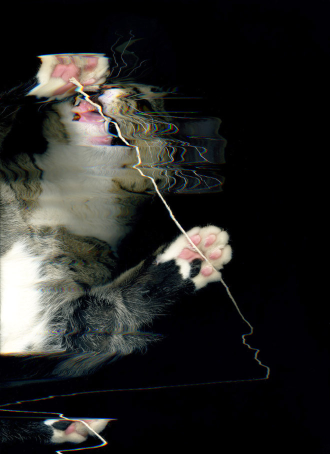 Bored Quarantined People Have Started Scanning Cats