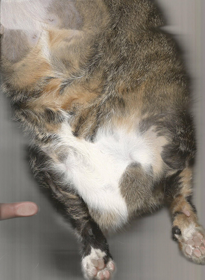 Bored Quarantined People Have Started Scanning Cats