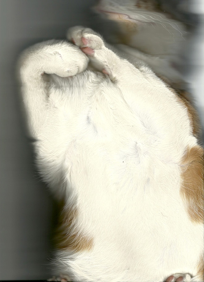 Bored Quarantined People Have Started Scanning Cats
