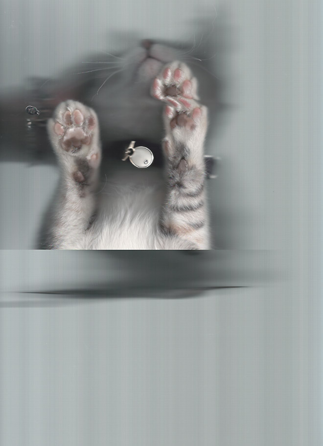 Bored Quarantined People Have Started Scanning Cats