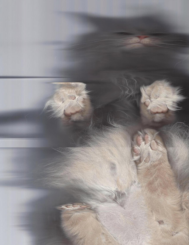 Bored Quarantined People Have Started Scanning Cats