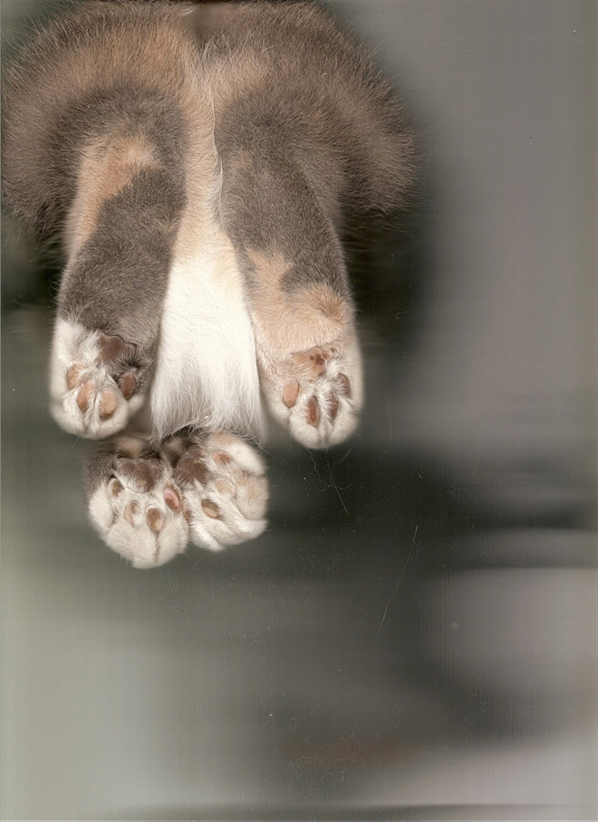 Bored Quarantined People Have Started Scanning Cats