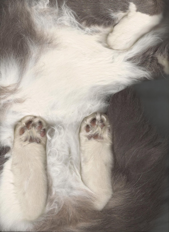 Bored Quarantined People Have Started Scanning Cats