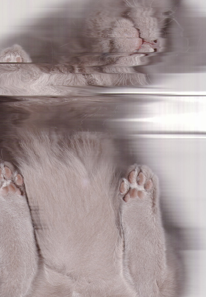 Bored Quarantined People Have Started Scanning Cats
