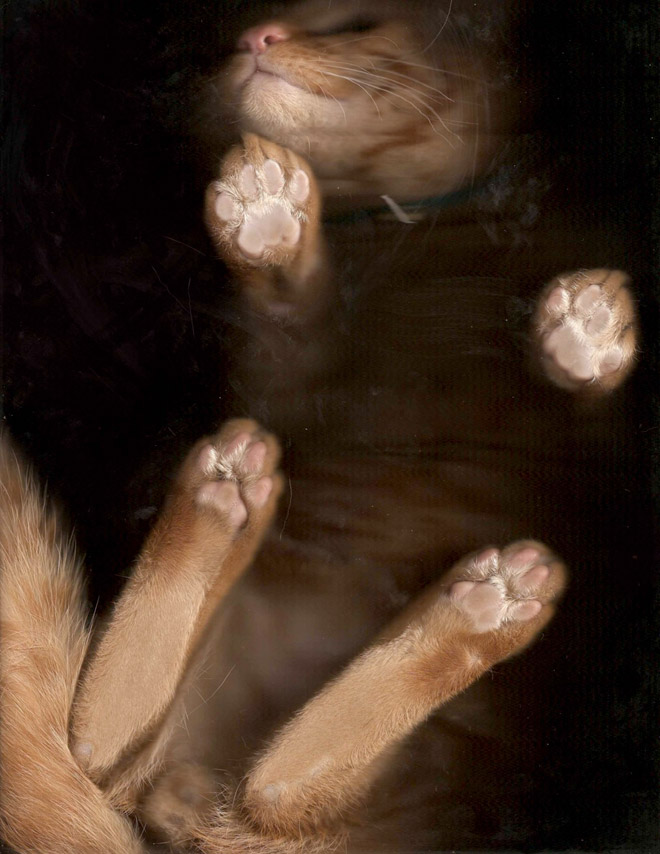 Bored Quarantined People Have Started Scanning Cats